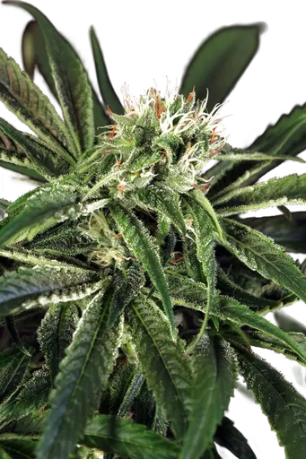 Amnesia #7