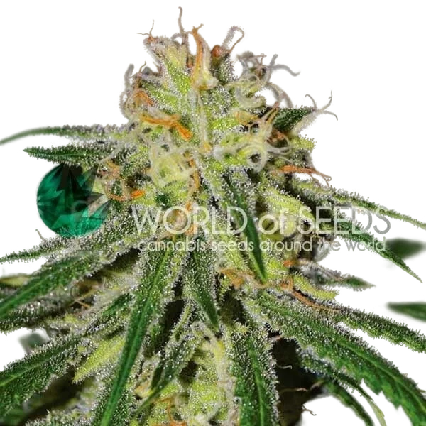 Amnesia Early Harvest – Produktansicht