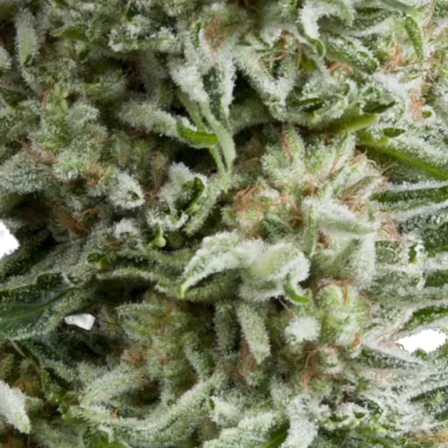 Amnesia Gold Auto | AUTOFEM | Pyramid Seeds