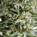 Amnesia Gold Auto | AUTOFEM | Pyramid Seeds