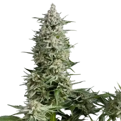 Amnesia Gold | PHOTOFEM | Pyramid Seeds