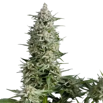 Amnesia Gold | PHOTOFEM | Pyramid Seeds