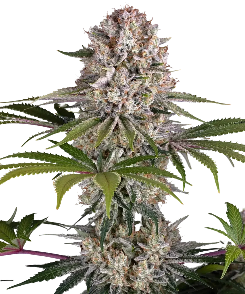 Amnesia Haze – Produktansicht