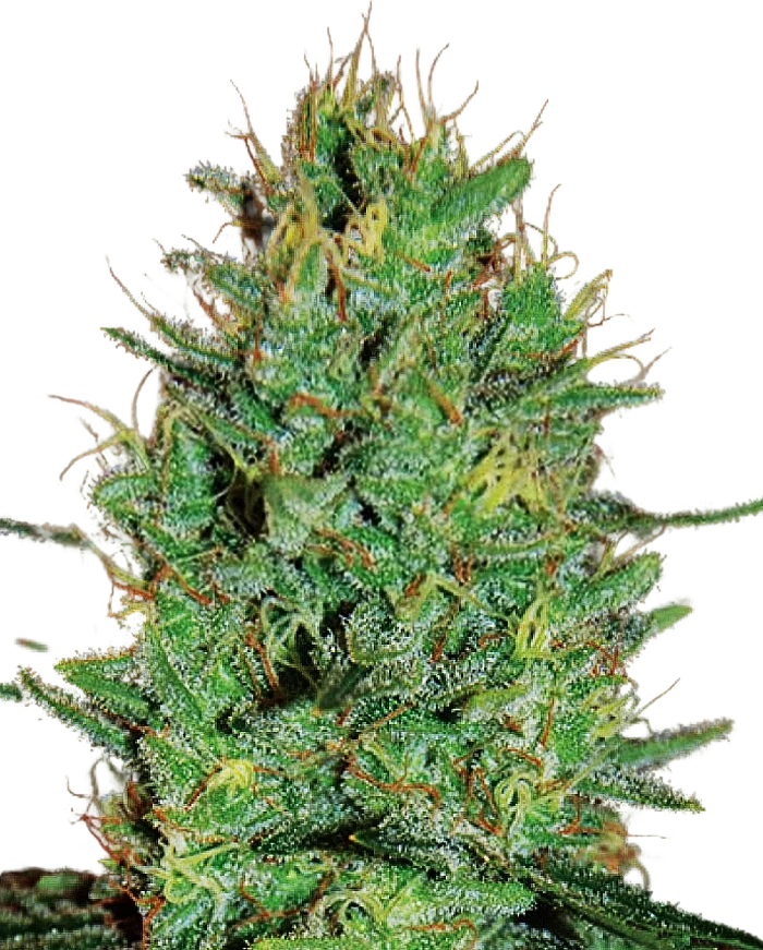 Amnesia Haze – Produktansicht