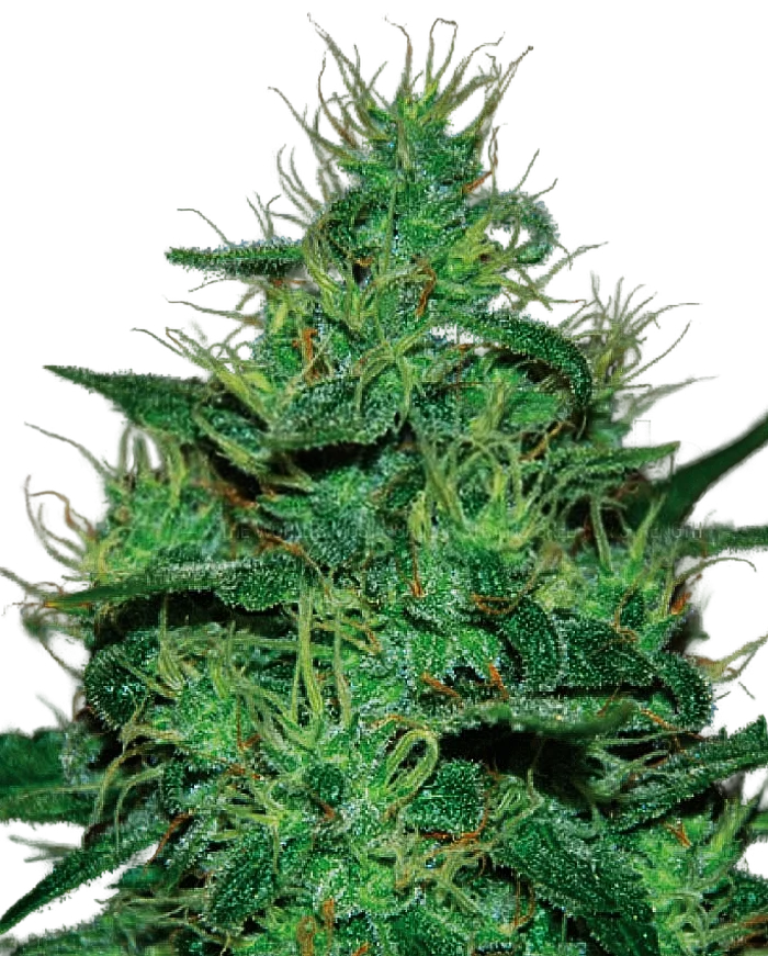 Amnesia Haze Auto – Produktansicht