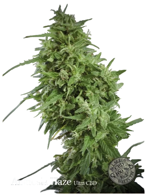 Amnesia Haze Ultra CBD – Produktansicht