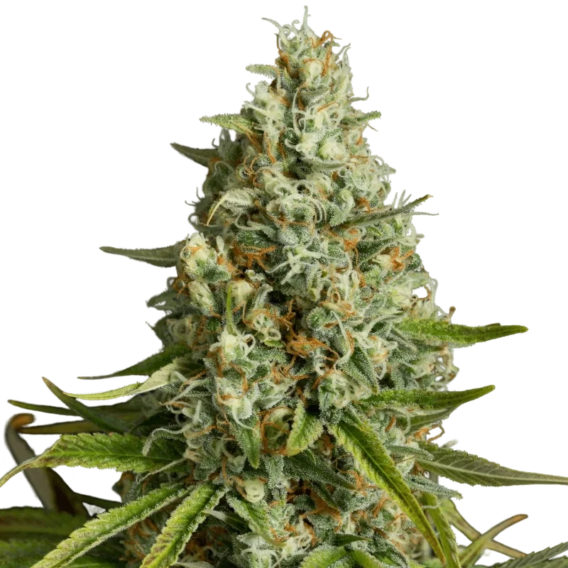 Amnesia Lemon | PHOTOFEM | Silent Seeds
