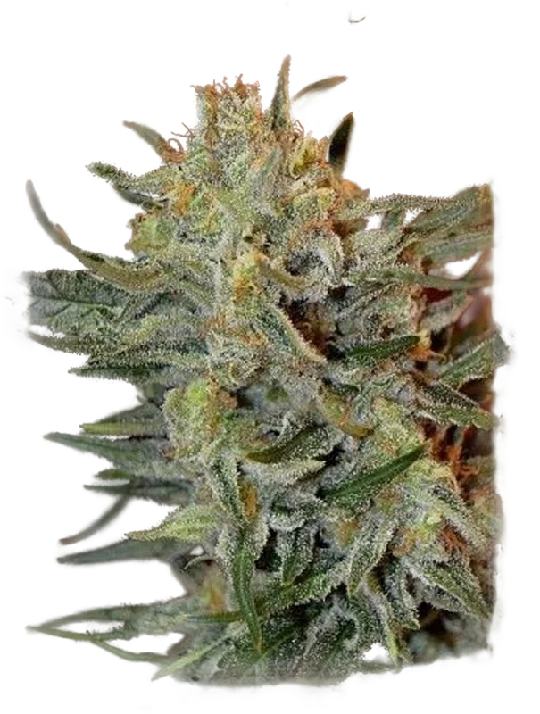 Amnesia Lemon Kush – Produktansicht
