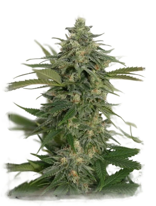 Amnesia Lemon Pie – Produktansicht
