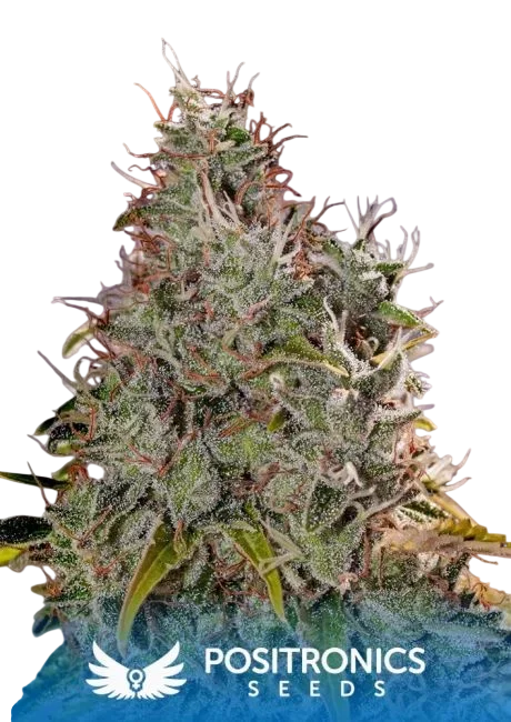 Amnesia Mistery – Produktansicht