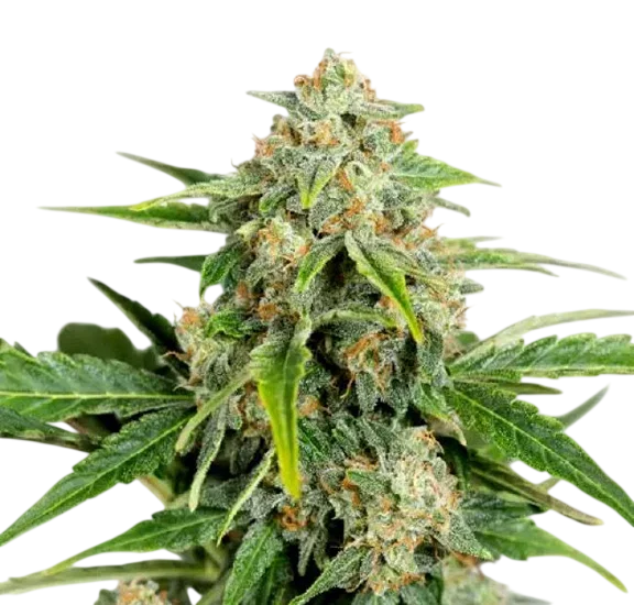Amnesia Pure CBD Auto – Produktansicht
