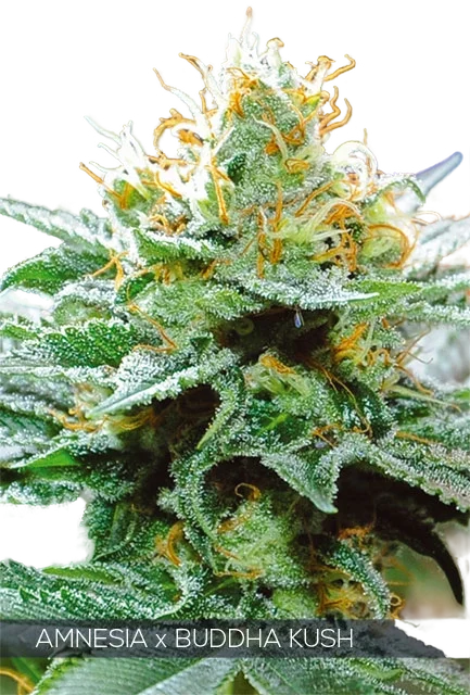 Amnesia x Buddha Kush – Produktansicht