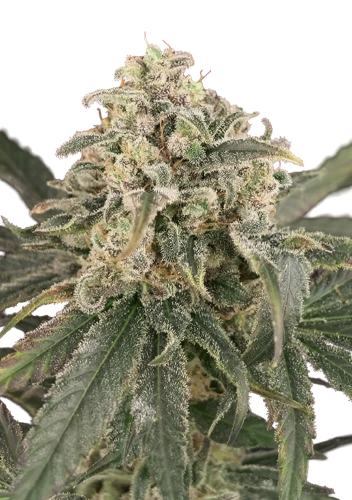 Amnesia XXL Auto – Produktansicht