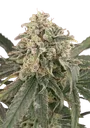 Amnesia XXL Auto | AUTOFEM | Advanced Seeds
