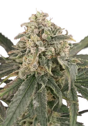 Amnesia XXL Auto
