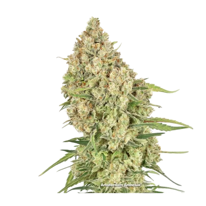 Amsterdam Amnesia – Produktansicht
