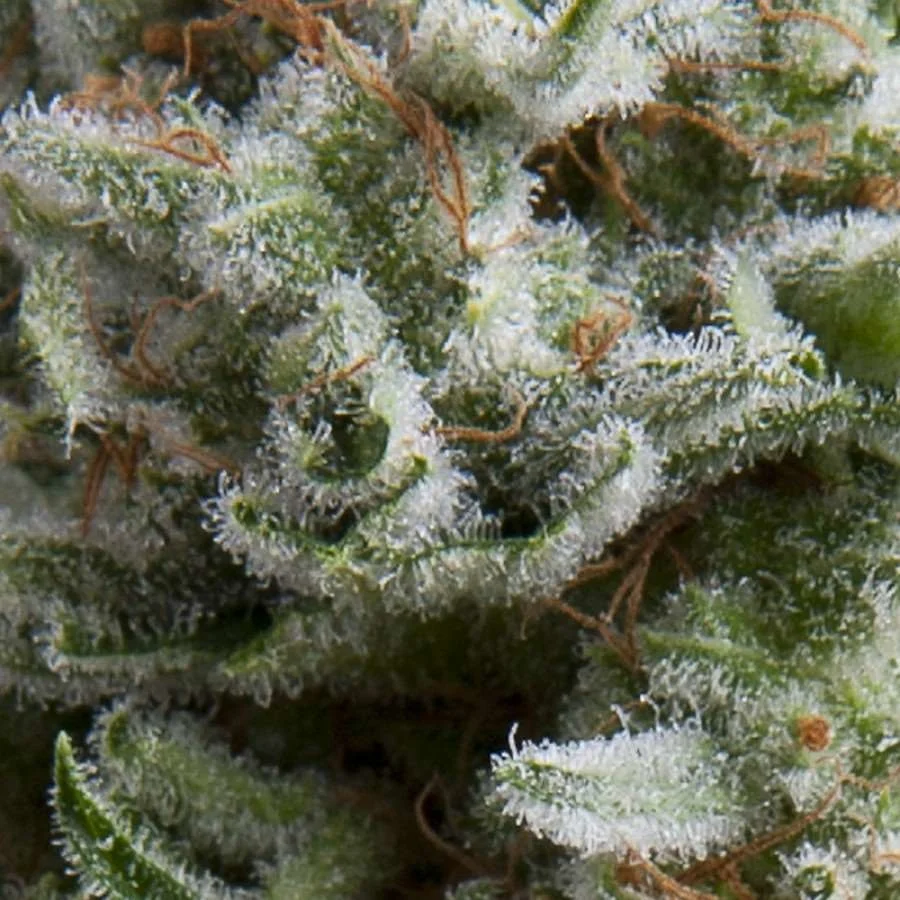 Anesthesia Auto – Produktansicht
