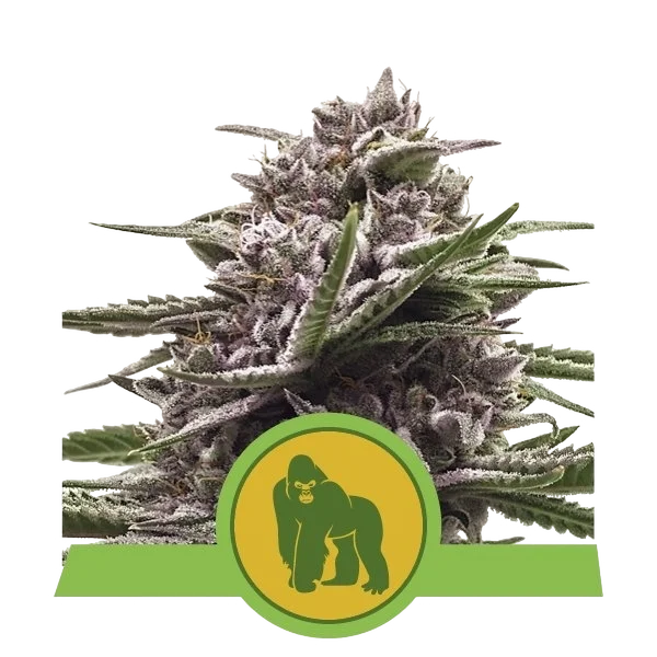 Royal Gorilla Auto – Produktansicht