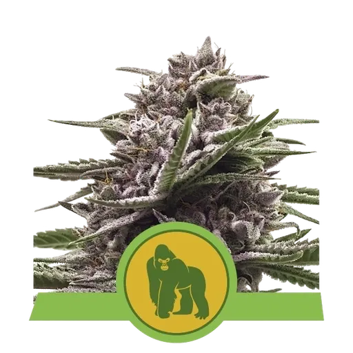 Royal Gorilla Auto