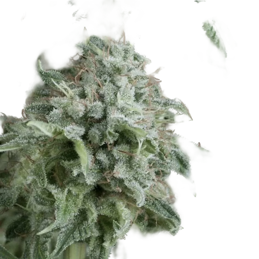 Anubis Auto – Produktansicht