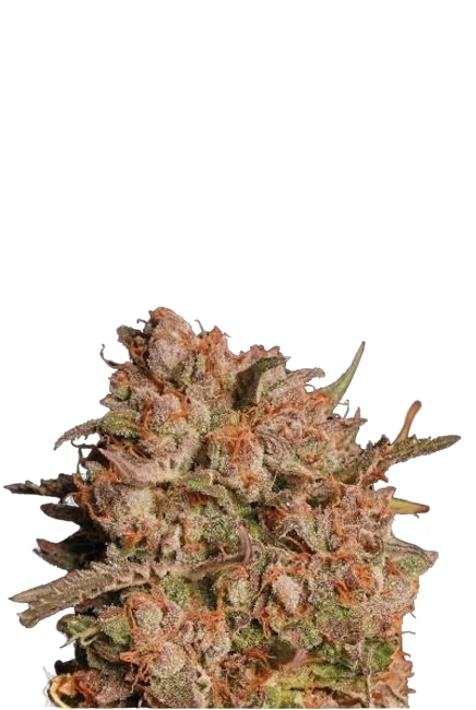 Apollo Black Cherry Auto – Produktansicht