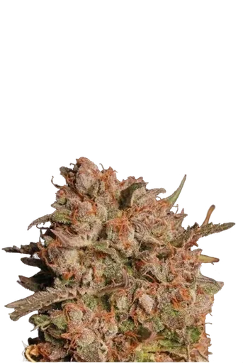 Apollo Black Cherry Auto