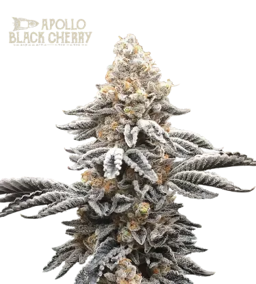 Apollo Black Cherry – Produktansicht