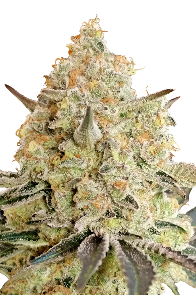 Apple Fritter – Produktansicht