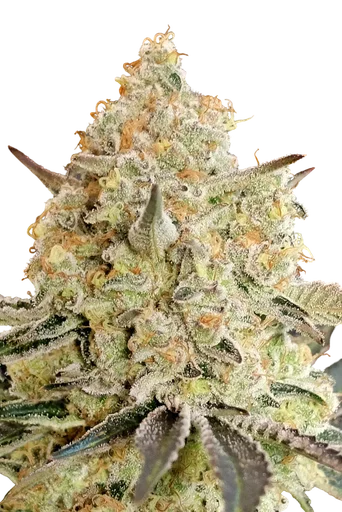 Apple Fritter