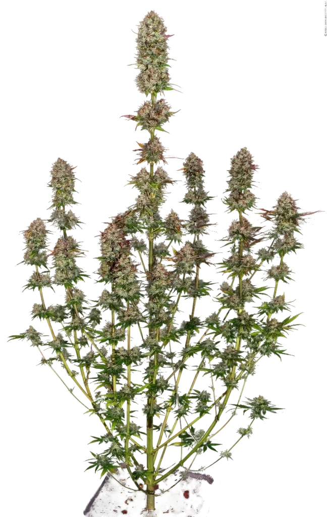 Apricot Candy – Produktansicht
