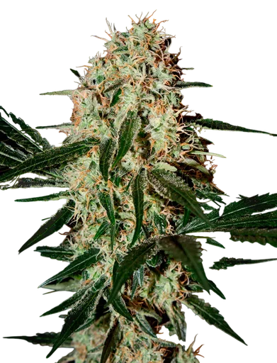 Arjans Haze #3