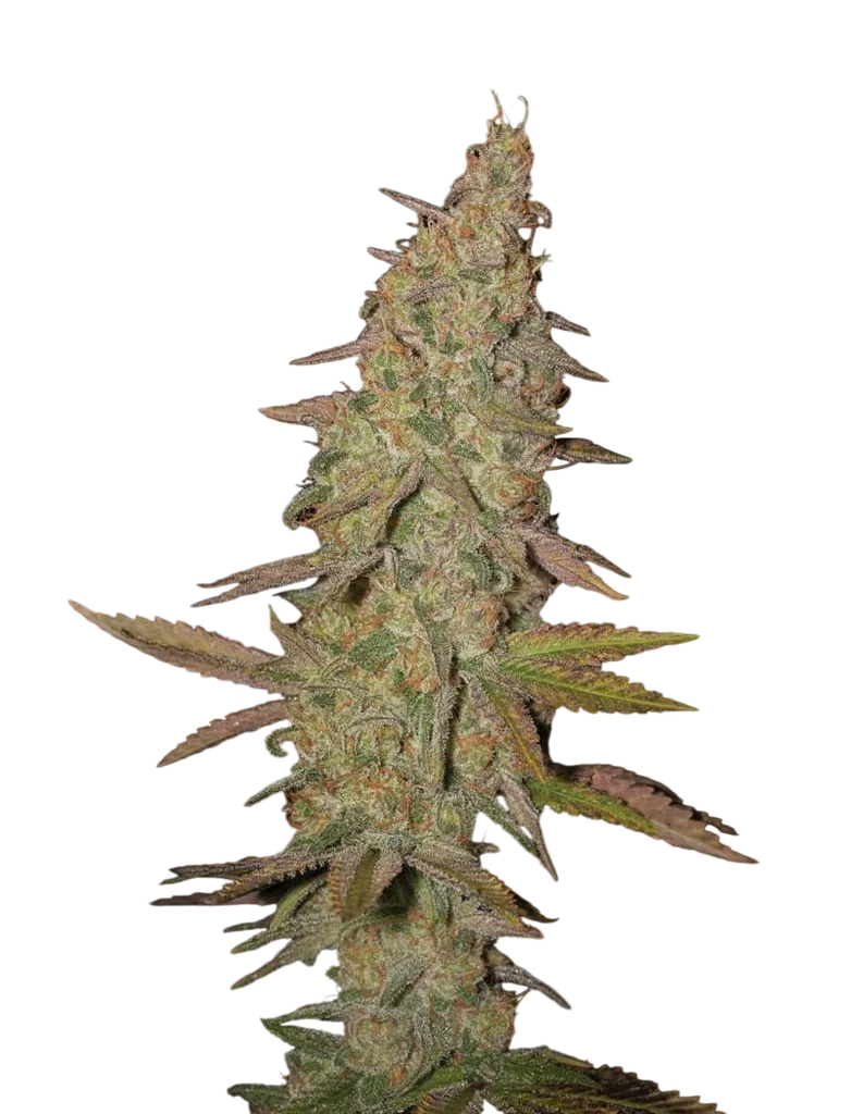 Arjans Ultra Haze #1 | PHOTOFEM | Greenhouse Seed Co.