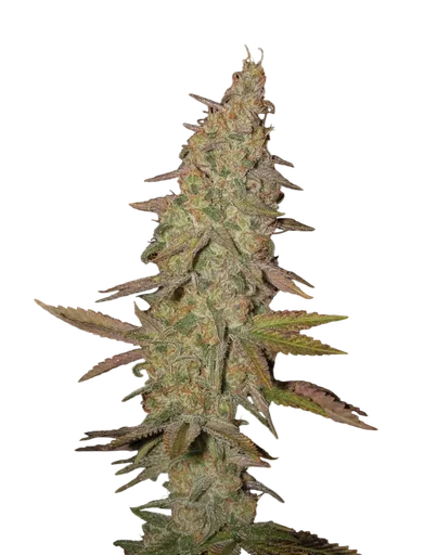 Arjans Ultra Haze #1