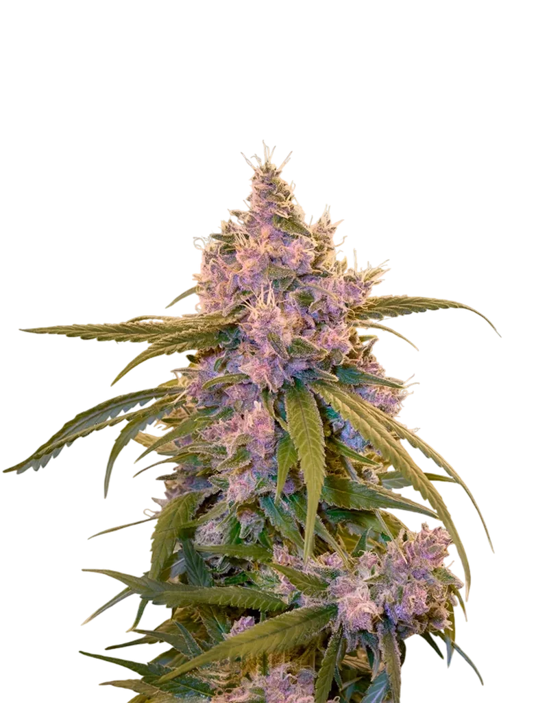Arjans Ultra Haze #2 – Produktansicht