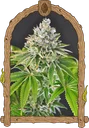 Artic Flurry | PHOTOFEM | Exotic Seed