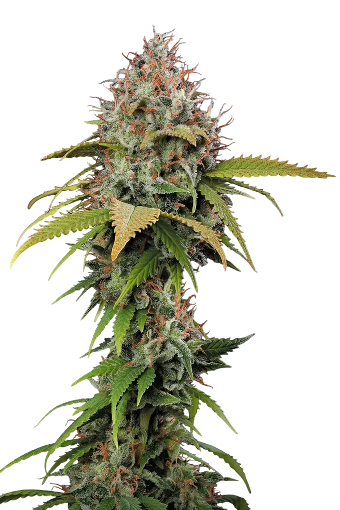 Atomical Haze – Produktansicht