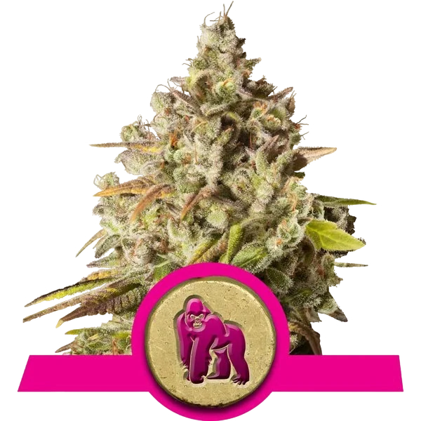 Royal Gorilla – Produktansicht