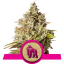 Royal Gorilla | PHOTOFEM | Royal Queen Seeds