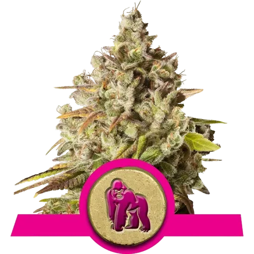 Royal Gorilla