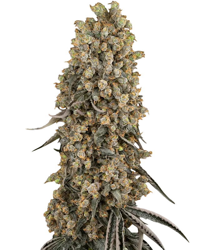 Atomic Blue Dream | PHOTOFEM | Sensi Seeds