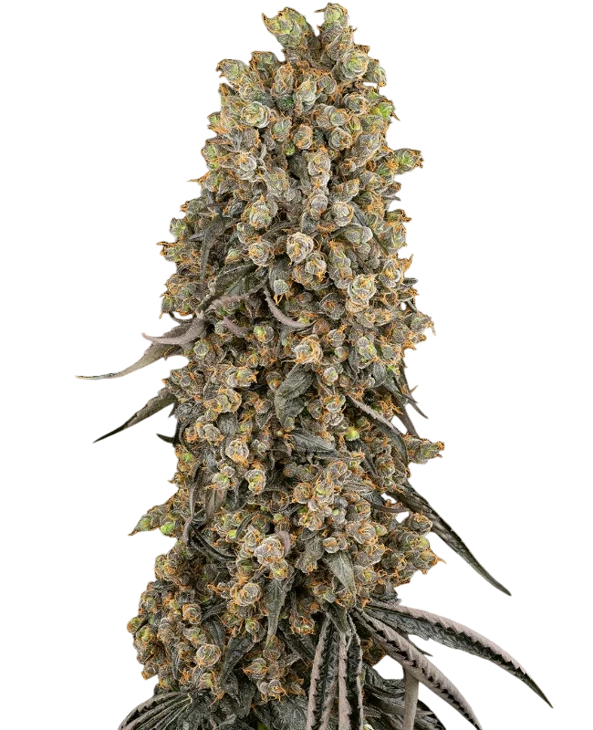 Atomic Blue Dream – Produktansicht