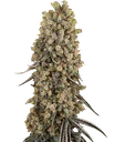 Atomic Blue Dream | PHOTOFEM | Sensi Seeds