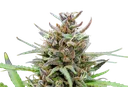 Baby Boom Auto | AUTOFEM | Kannabia Seeds