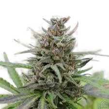 Baby Boom Auto