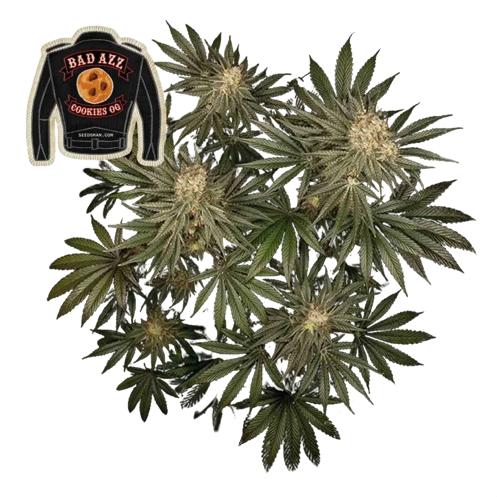 Badazz Cookies OG – Produktansicht