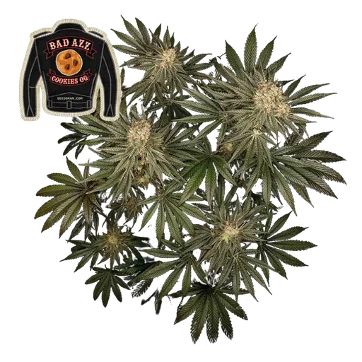 Badazz Cookies OG