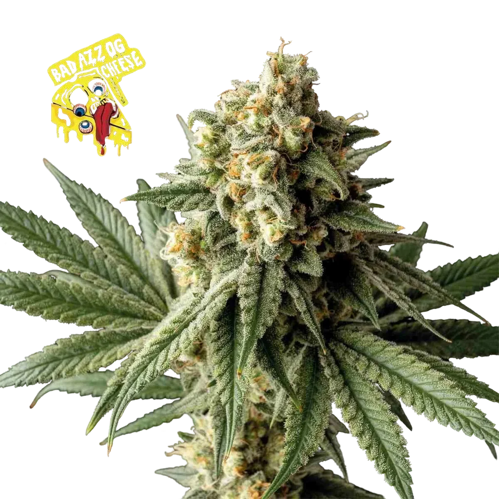 Badazz OG Cheese – Produktansicht
