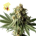 Badazz OG Cheese | PHOTOFEM | Seedsman