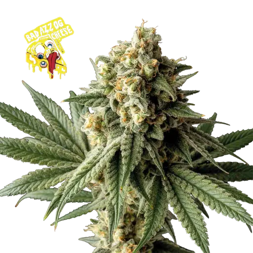 Badazz OG Cheese
