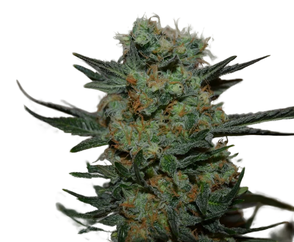 Baikal Express – Produktansicht